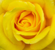 significado da rosa amarela