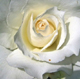 significado da rosa branca