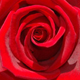 significado da rosa vermelha