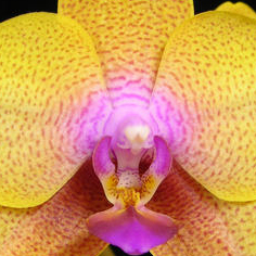 Orquídeas Archives - Blog Rebeca Flores