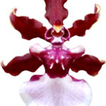 Orquidea Chocolate - Oncidium Sharry Baby