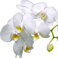 Como cuidar de Orquídeas Roxa ou Branca - Blog Rebeca Flores