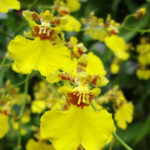 orquídea chuva de ouro