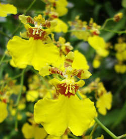 Orquidea Chuva de Ouro : Cuidados e Significado - Blog Rebeca Flores