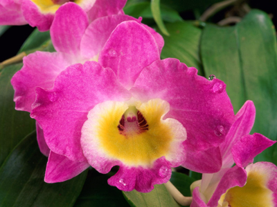 Orquídea Olhos de Boneca | Dendrobium - Blog Rebeca Flores