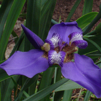 Iris | As Flores dos Jardins de Alphaville