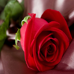 6 Lindas Espécies De Rosas Vermelhas Blog Rebeca Flores