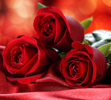 Rosas Vermelhas , a flor do amor - Blog Rebeca Flores