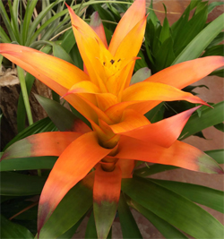 Bromélias | Flores Tropicais exóticas - Blog Rebeca Flores