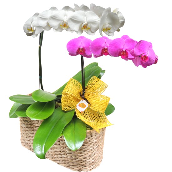 Entrega Orquideas branca e roxa em Alphaville Barueri SP | Rebeca Flores