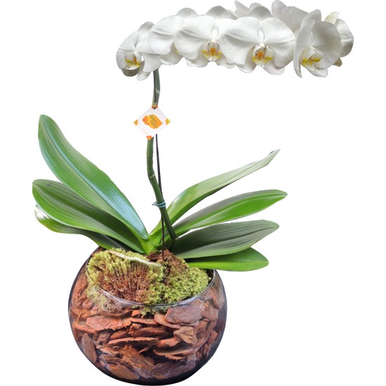 Entrega de orquídea para presente ou inauguração | Rebeca Flores