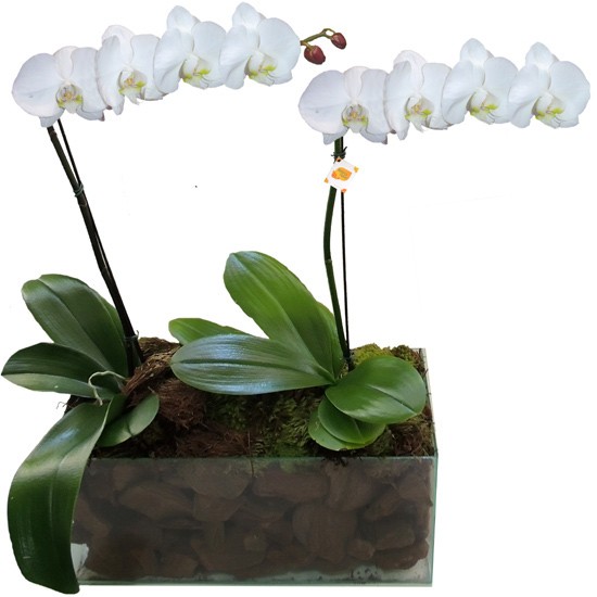 Arranjo 2 orquídeas brancas | Floricultura Alphaville | Rebeca Flores