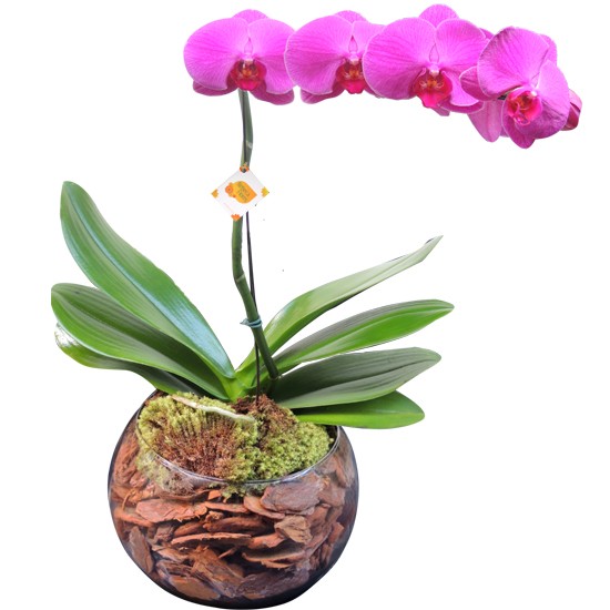 Envie elegante orquídea Roxa ( Floricultura Barueri) | Rebeca Flores