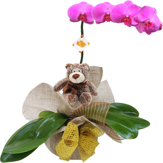 Orquidea Roxa para presente com ursinho | Rebeca Flores