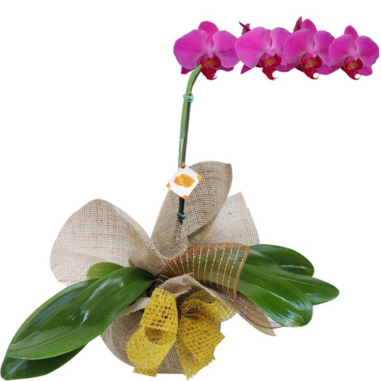 Orquidea Phalaenopsis Roxa para presente | Rebeca Flores