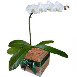 Orquídea Phalaenopsis Branca | Vidro