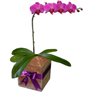 Orquídea Phalaenopsis Rosa | Vidro