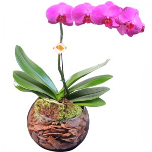 Orquídea Phalaenopsis Roxa | Vidro Redondo