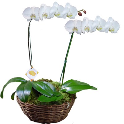 Orquídea Phalaenopsis Branca Dobro | Cesto Cipó