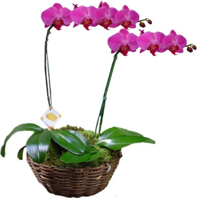 Orquídea Phalaenopsis Rosa Dobro | Cesto Cipó