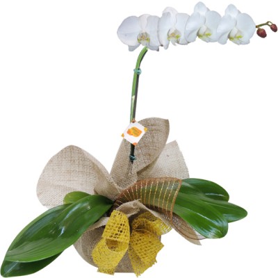 Orquídea Branca para presente