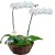 Orquídea Phalaenopsis em Dobro Branca | Cesto Cipó