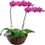 Orquídea Rosa Phalaenopsis em Dobro | Cesto Cipó