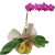 Orquídea Phalaenopsis Roxa para presente