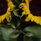 Flores & Cores Girassol