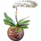 Orquídea Phalaenopsis Branca | Vidro Redondo